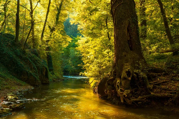 Fluxo Fluxo Floresta Outono — Fotografia de Stock