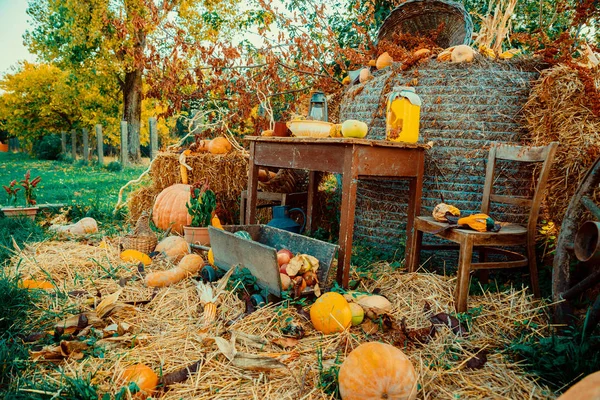 Podzimní Vinobraní Výzdoba Dýní — Stock fotografie