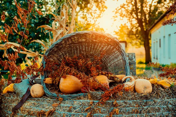 秋の庭にバスケットでカボチャの装飾 — ストック写真