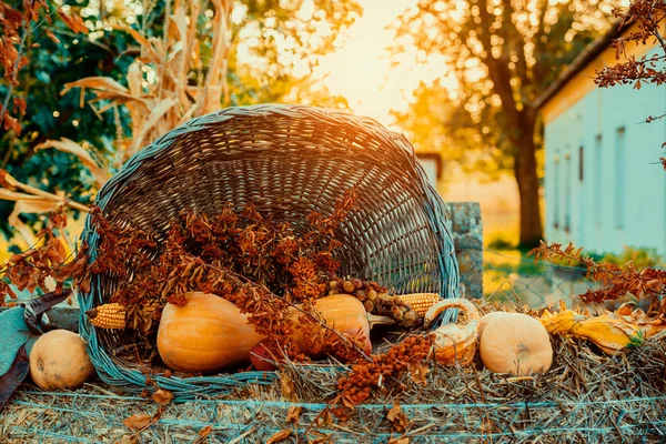 Dekorace Dýně Koši Podzimní Zahradě — Stock fotografie