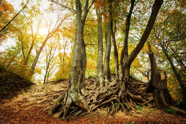 Große Alte Baumwurzeln Herbstlichen Wald — Stockfoto