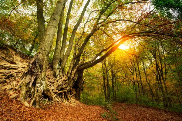 Büyük Eski Ağaç Int Sonbahar Orman Kökleri — Stok fotoğraf