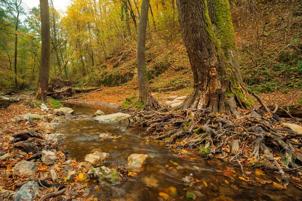 Flowing Stream Autumn Forest — Stock Photo, Image