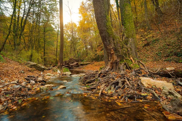 Fließender Bach Herbstwald — Stockfoto