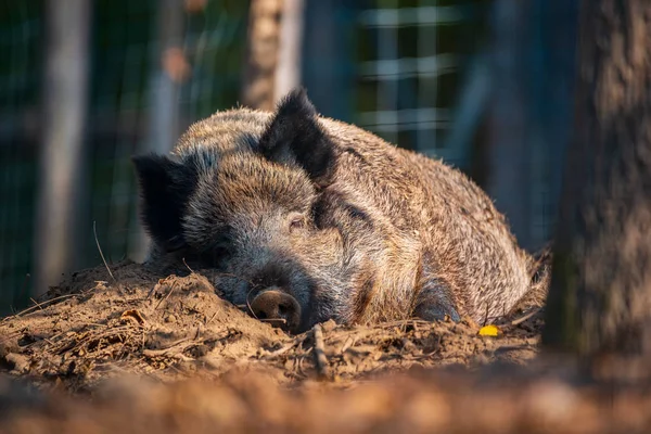 野猪躺在野生动物园 — 图库照片