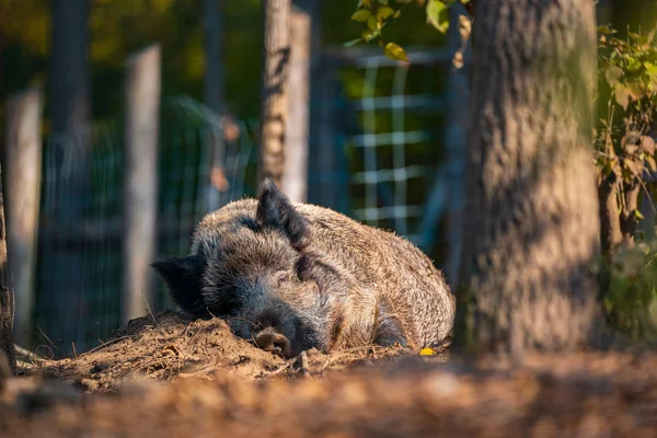 野猪躺在野生动物园 — 图库照片