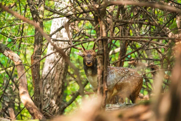 Bouc Cerf Jachère Dans Forêt — Photo