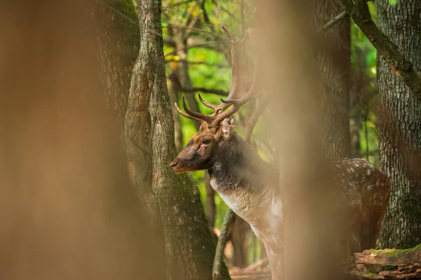 Ciervo Poca Profundidad Bosque — Foto de Stock