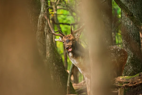 Ciervo Poca Profundidad Bosque — Foto de Stock