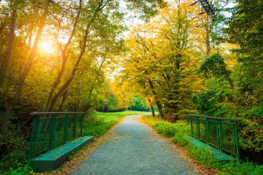 Sonbahar ormanında yol