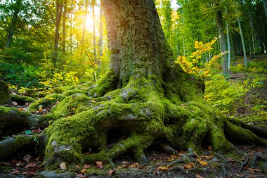 Ormanda büyük ağaç köklerinin