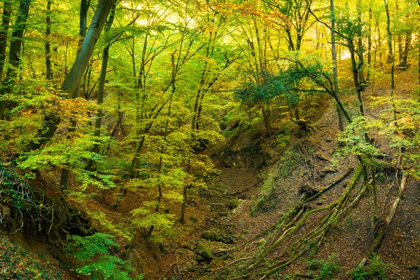 月に秋の森林景観を見事なカラフルです — ストック写真