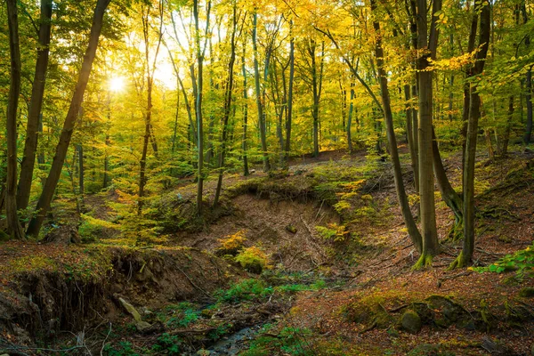 Paisagem Floresta Outono Deslumbrante Colorido Outubro — Fotografia de Stock