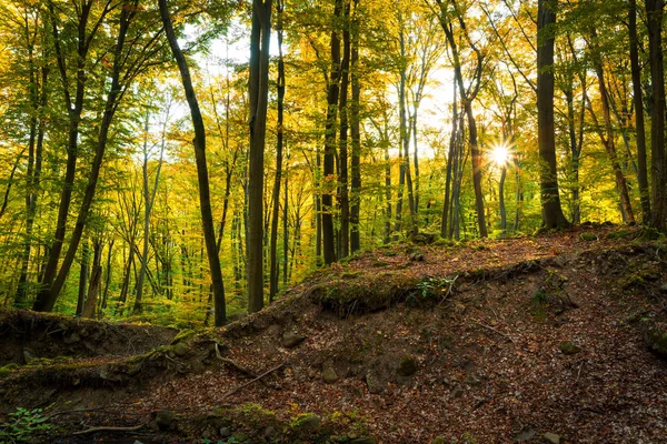 Colorido Impresionante Paisaje Forestal Otoñal Octubre — Foto de Stock