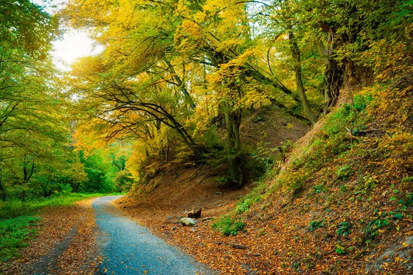 秋の森の道 — ストック写真