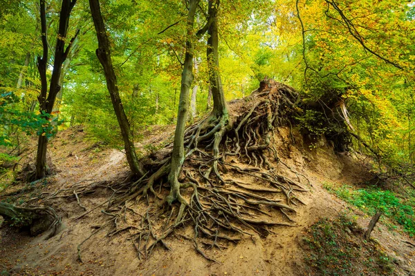 Las Raíces Del Árbol Grande Bosque — Foto de Stock