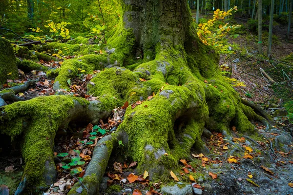 Rötterna Stora Träd Skog — Stockfoto