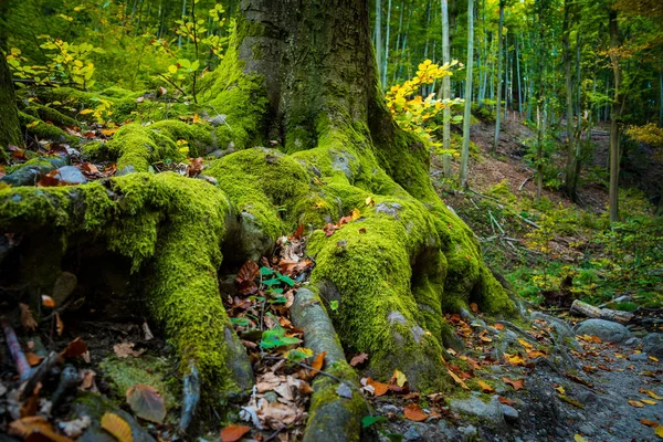 Rötterna Stora Träd Skog — Stockfoto