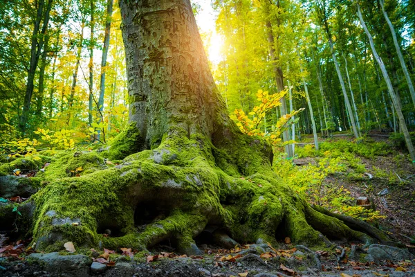 Wurzeln Eines Großen Baumes Auf Einem Wald — Stockfoto