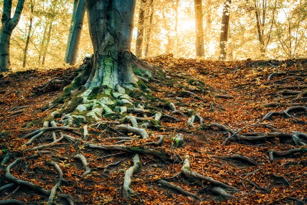 Las Raíces Del Árbol Grande Bosque — Foto de Stock