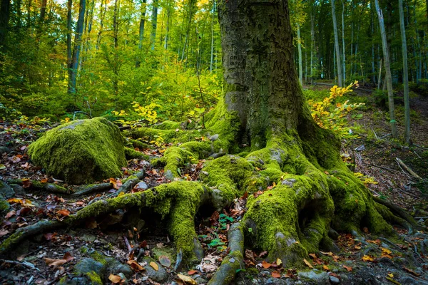Ρίζες Του Μεγάλο Δέντρο Στο Δάσος — Φωτογραφία Αρχείου