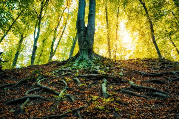 Roots Big Tree Forest — Stock Photo, Image