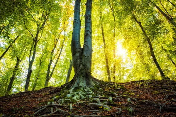 Ρίζες Του Μεγάλο Δέντρο Στο Δάσος — Φωτογραφία Αρχείου