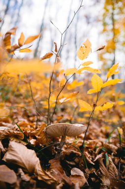 sonbahar ormanda mantar