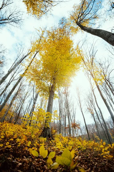 Otoño Bosque Vista Inferior —  Fotos de Stock