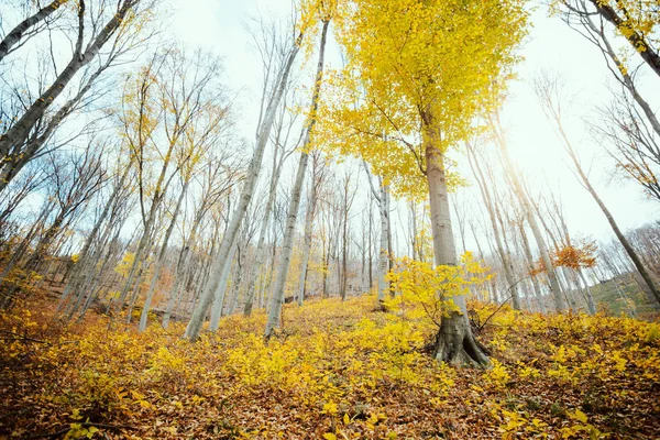 Φθινόπωρο Δάσος Κάτω Όψη — Φωτογραφία Αρχείου