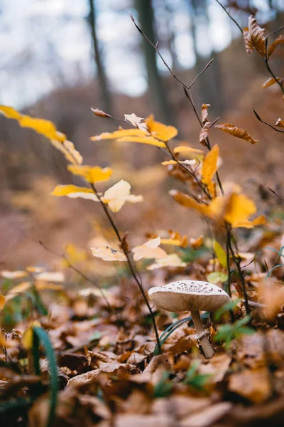 Champiñones Bosque Otoñal — Foto de Stock