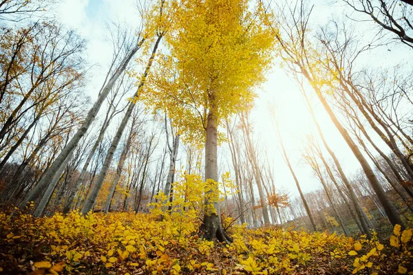 Herbst Wald Von Unten Gesehen — Stockfoto