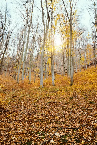 Bosque Otoño Con Hojas Amarillas — Foto de Stock