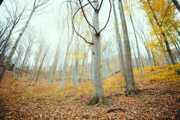 Herfstbos Met Gele Bladeren — Stockfoto