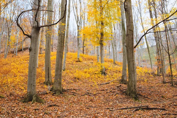 Herbstwald Mit Gelben Blättern — Stockfoto