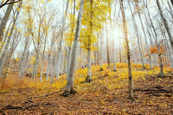 Herbst Wald Von Unten Gesehen — Stockfoto