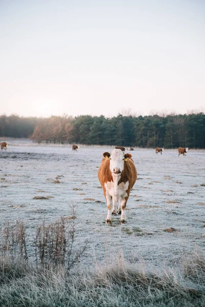 Kráva Stojící Zimní Pastviny — Stock fotografie