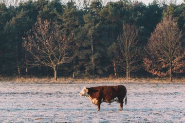 İnek ayakta kış mera üzerinde