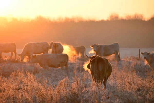 柔らかい温かみのあるバックライトで朝放牧牛のグループ — ストック写真