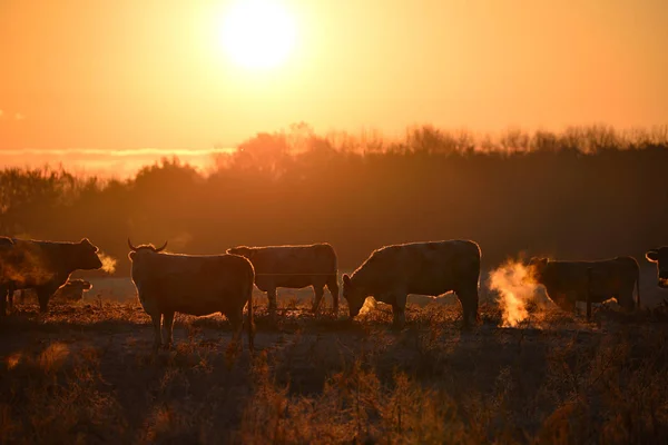 Grupo Vacas Pastos Matutinos Suave Retroiluminación Cálida —  Fotos de Stock