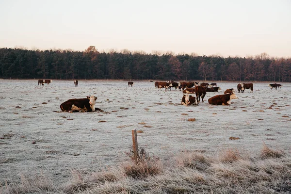 Grupo Vacas Pasto Inverno — Fotografia de Stock