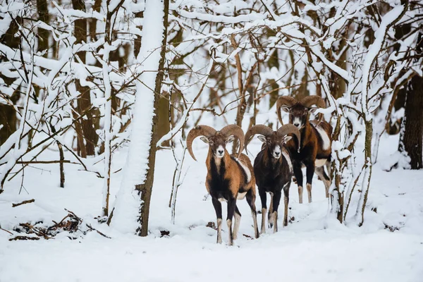 Grupy Pamięci Ram Muflon Lesie Zimą — Zdjęcie stockowe