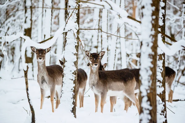 Group of female fallow deer in the winter forest