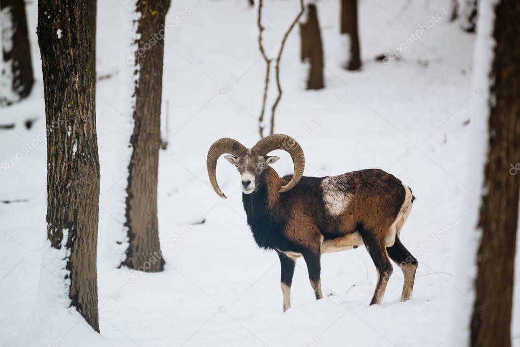European mouflon ram in the winter forest