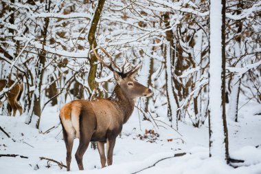 Kızıl geyik Cervus elaphus buck kış orman