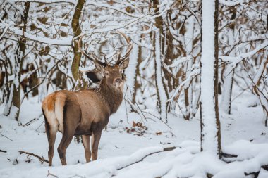 Kızıl geyik Cervus elaphus buck kış orman