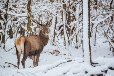 Kızıl geyik Cervus elaphus buck kış orman