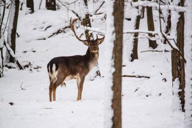 Alageyik buck kış orman
