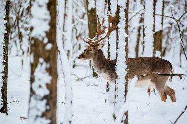 Alageyik buck kış orman