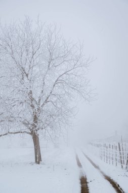 Yol çit ve ağaç bir sisli kış alanı